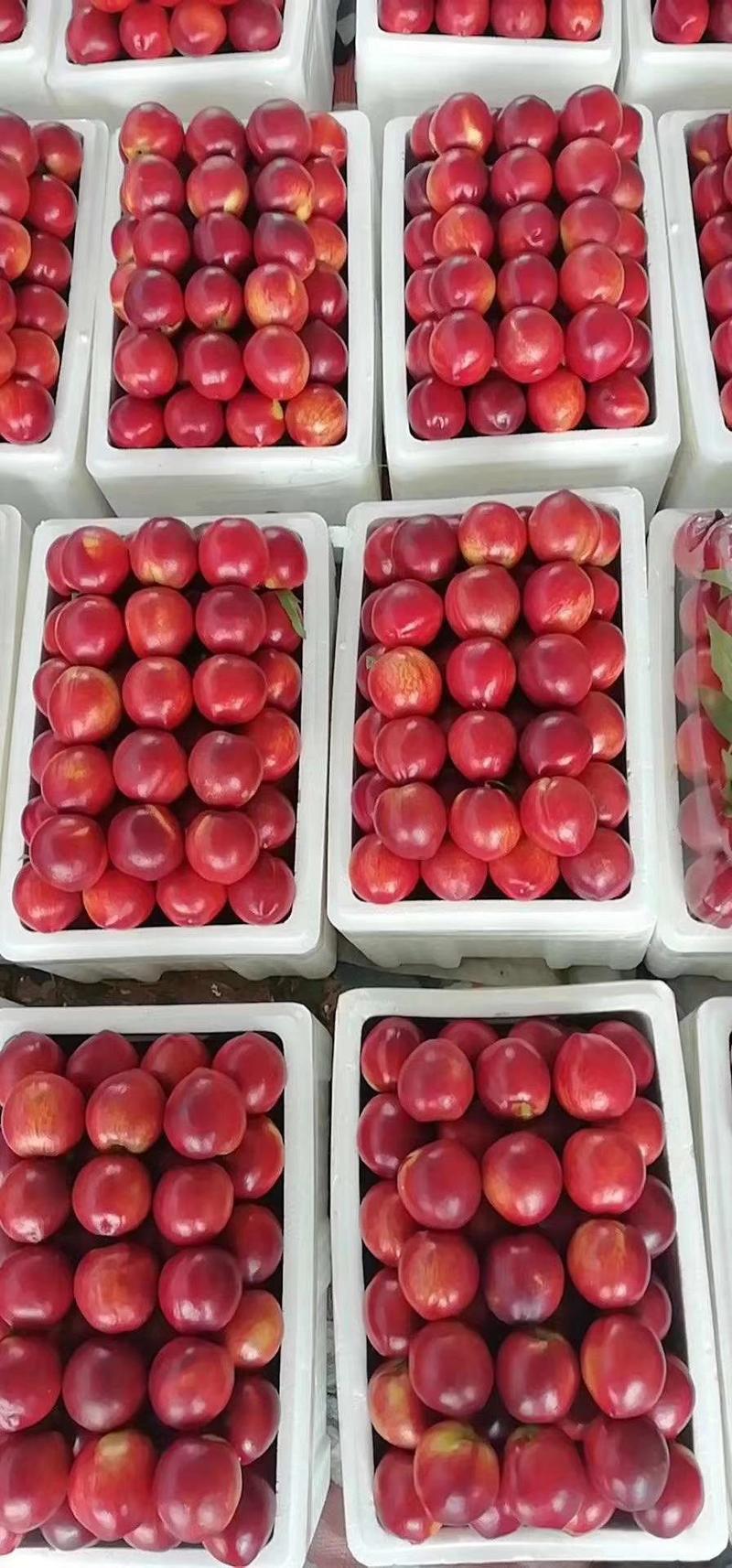 【山东油桃】中油4号桃126黄肉红桃产地直发对接超市