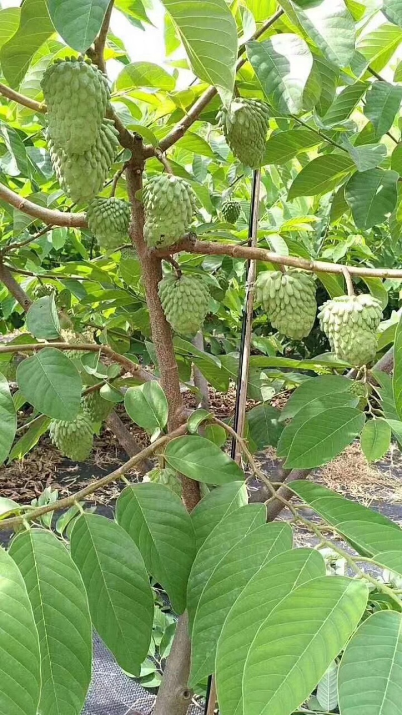 释迦果翻荔枝（佛陀果）嫁接品种优质苗带营养杯泥土发货