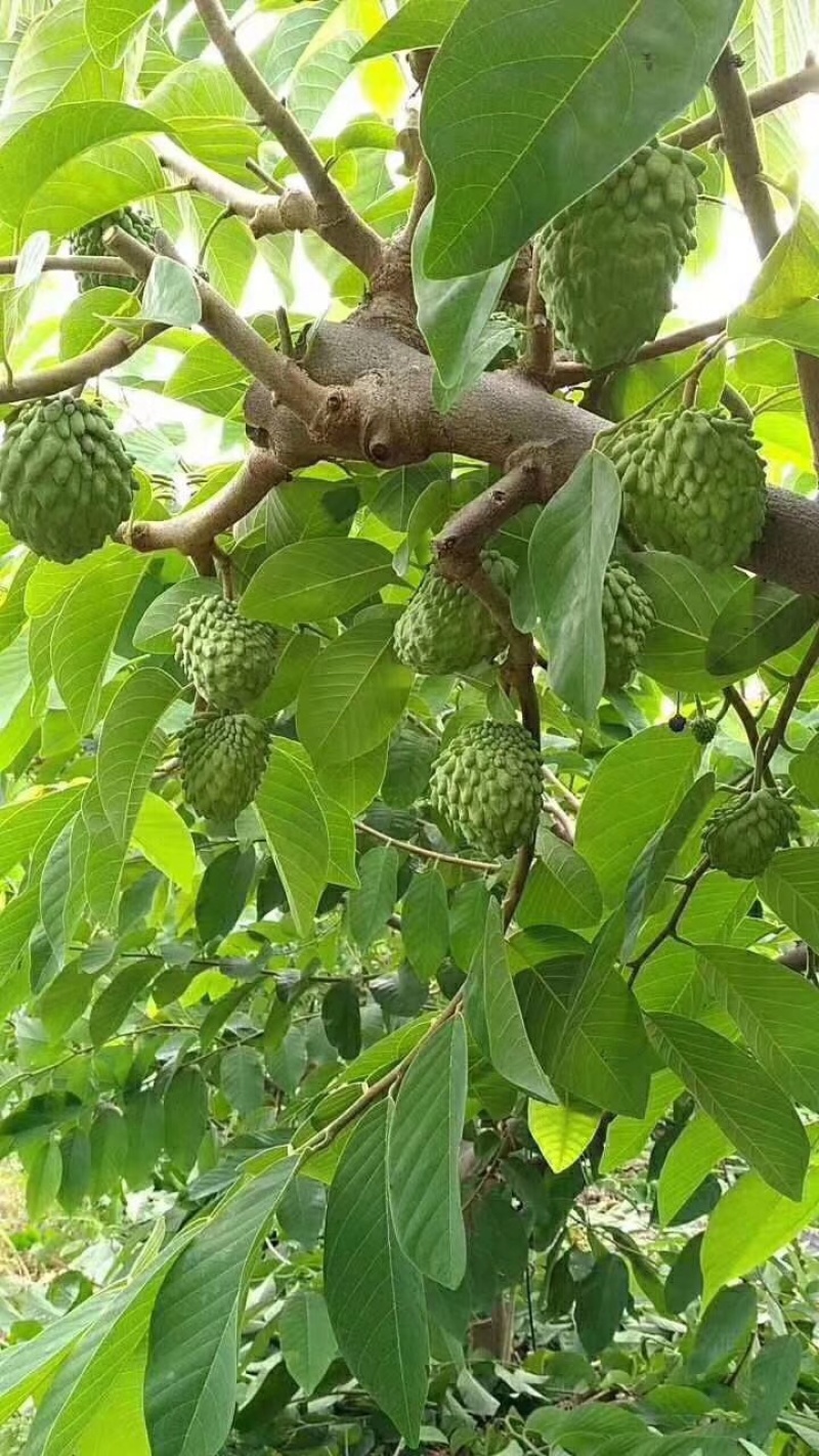 释迦果翻荔枝（佛陀果）嫁接品种优质苗带营养杯泥土发货