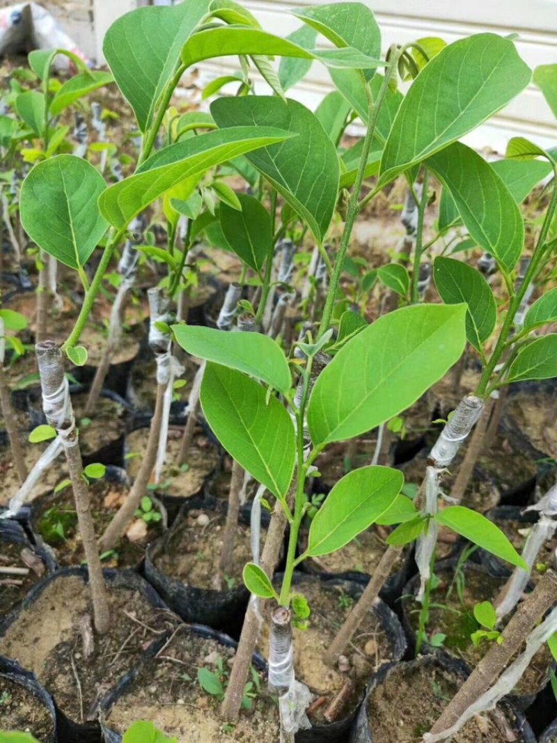 释迦果翻荔枝（佛陀果）嫁接品种优质苗带营养杯泥土发货