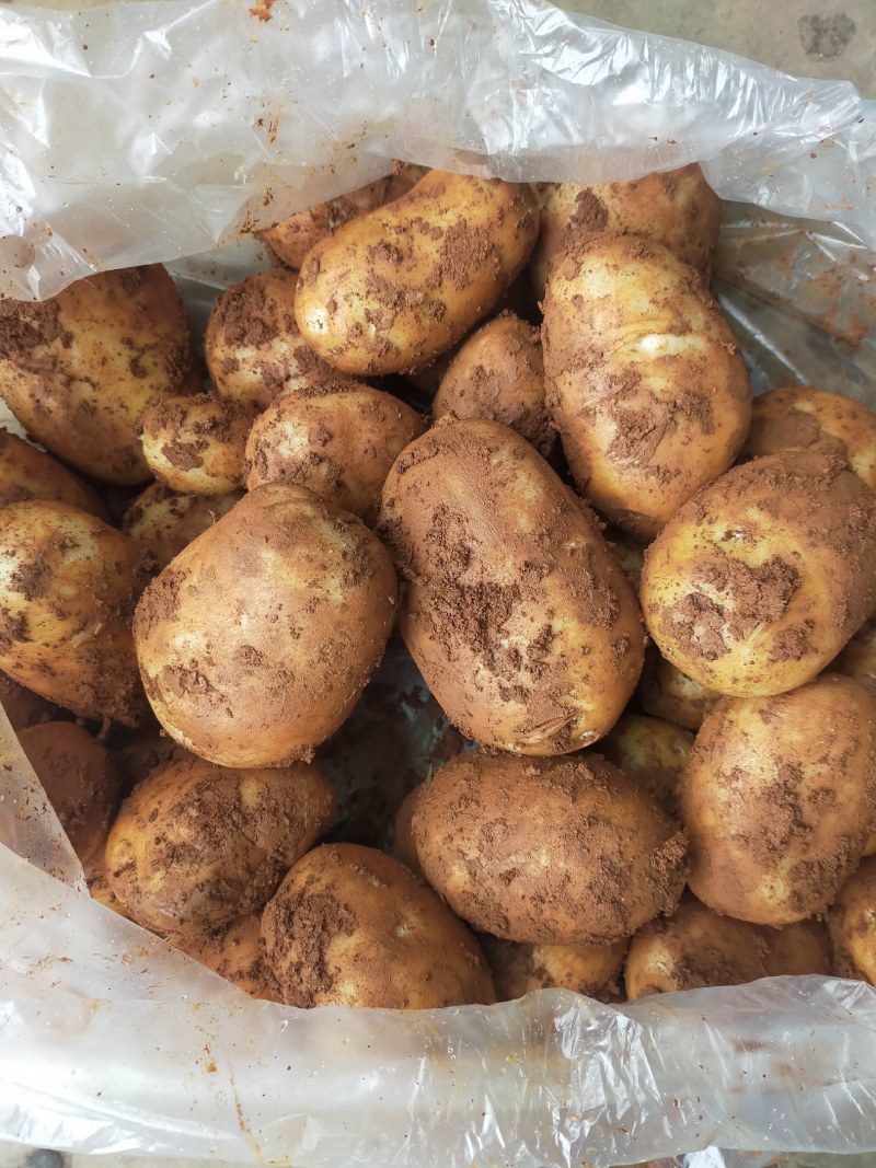 云南丽薯六土豆大量上市