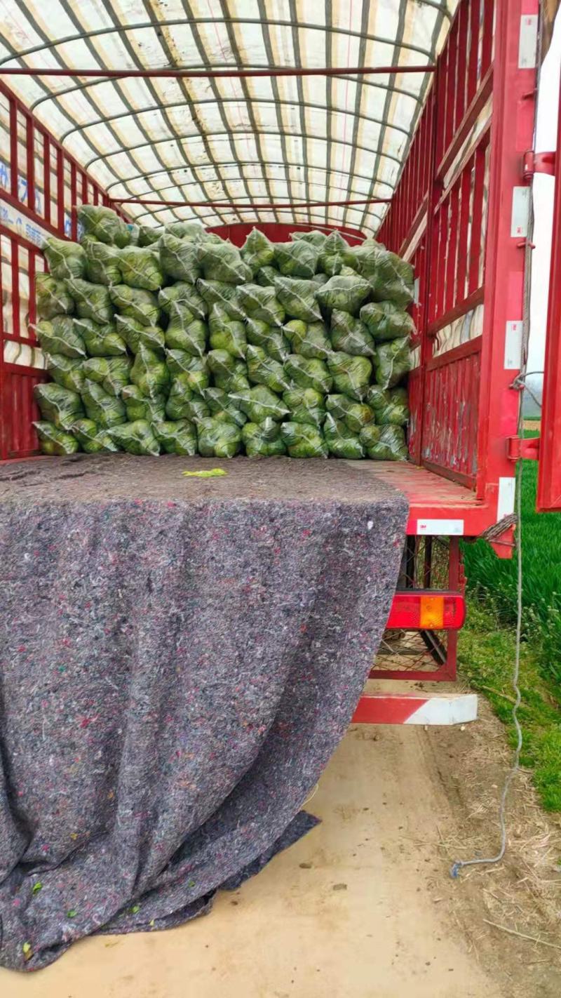 大量扁包，甘蓝上市中，产地直销，诚信经营，合作共赢。