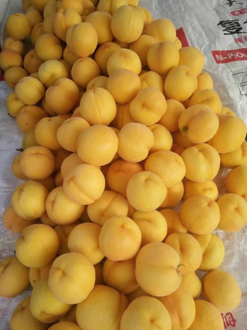 黄毛桃黄金密一号山东油桃，中油4，126套袋黄油桃