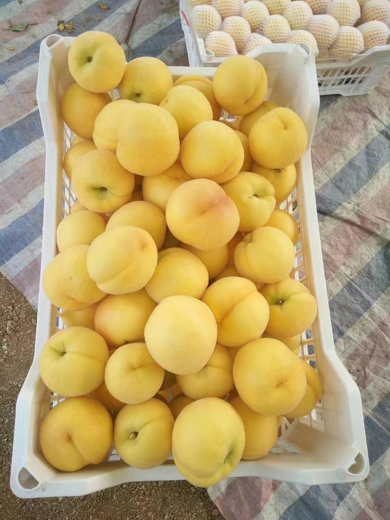 黄毛桃黄金密一号山东油桃，中油4，126套袋黄油桃