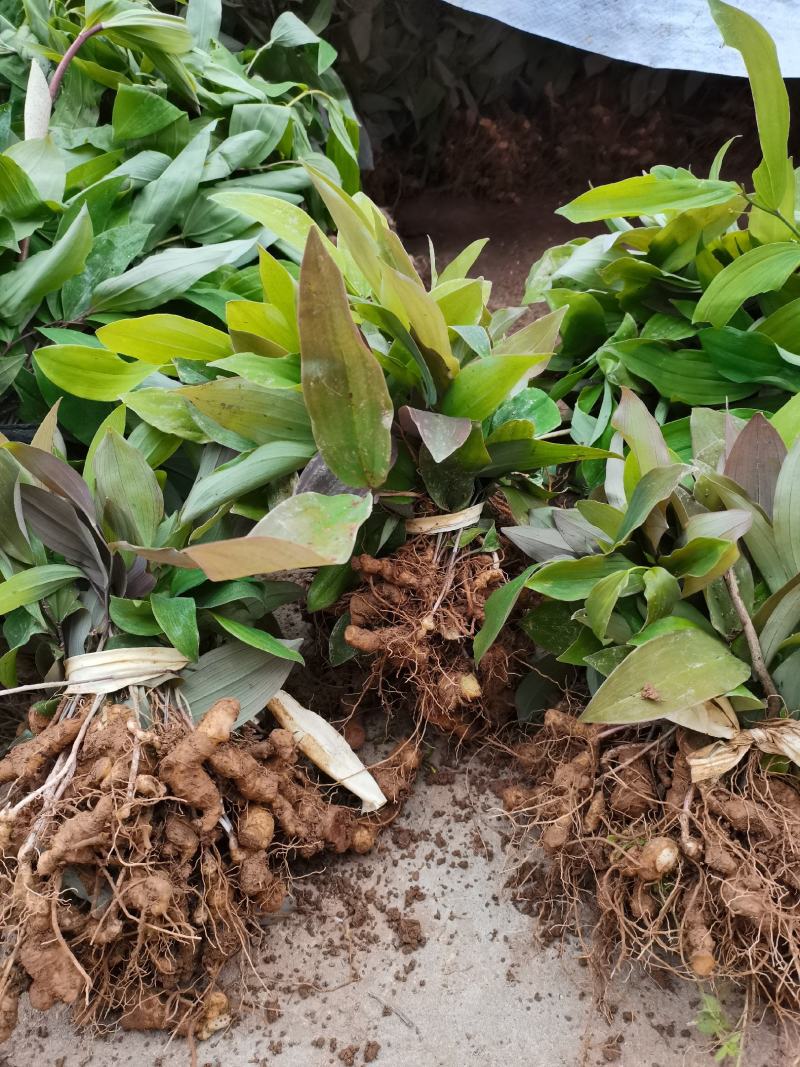 多花姜型甜质黄精种芽多花姜型甜质黄精种芽