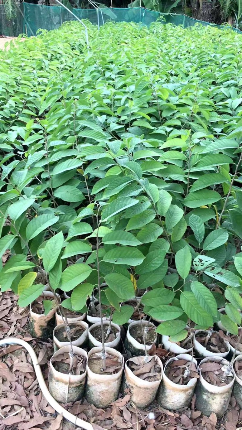 释迦果翻荔枝（佛陀果）嫁接品种优质苗带营养杯泥土发货