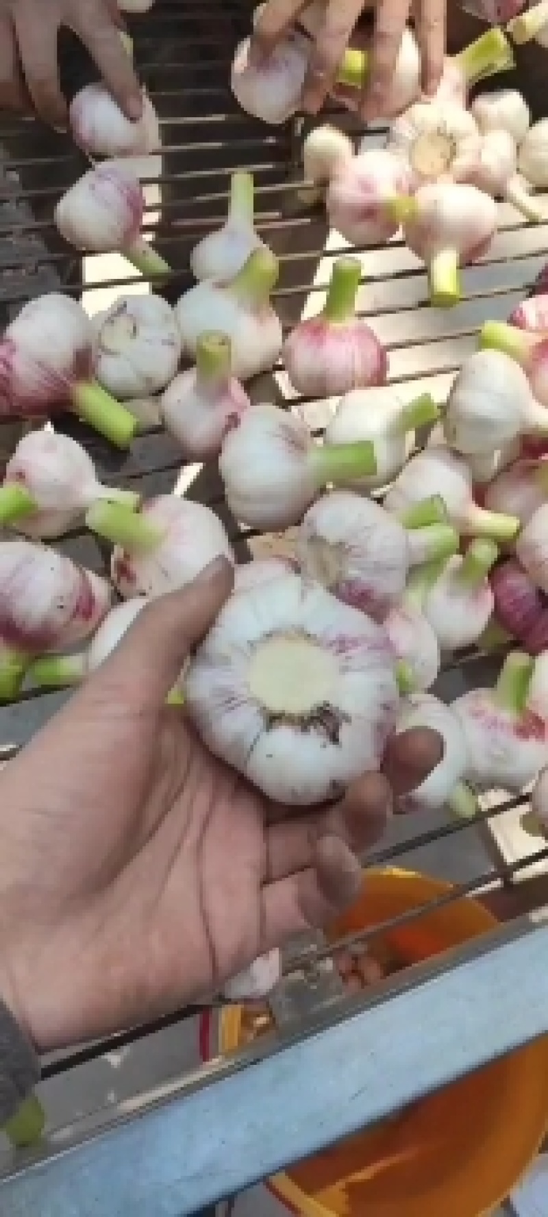河南鲜蒜，已经大量上市，产地直发，质量有保证