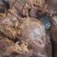 酱牛腱子牛腱子大量批发厂家直销手续齐全