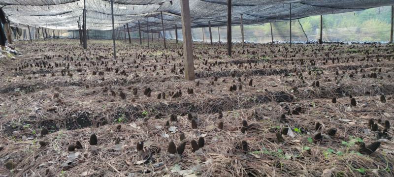 云南迪庆香格里拉高原鲜羊肚菌