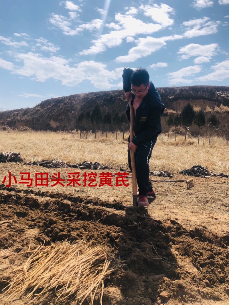 黄芪片，无添加无硫精选北芪。价格实惠。