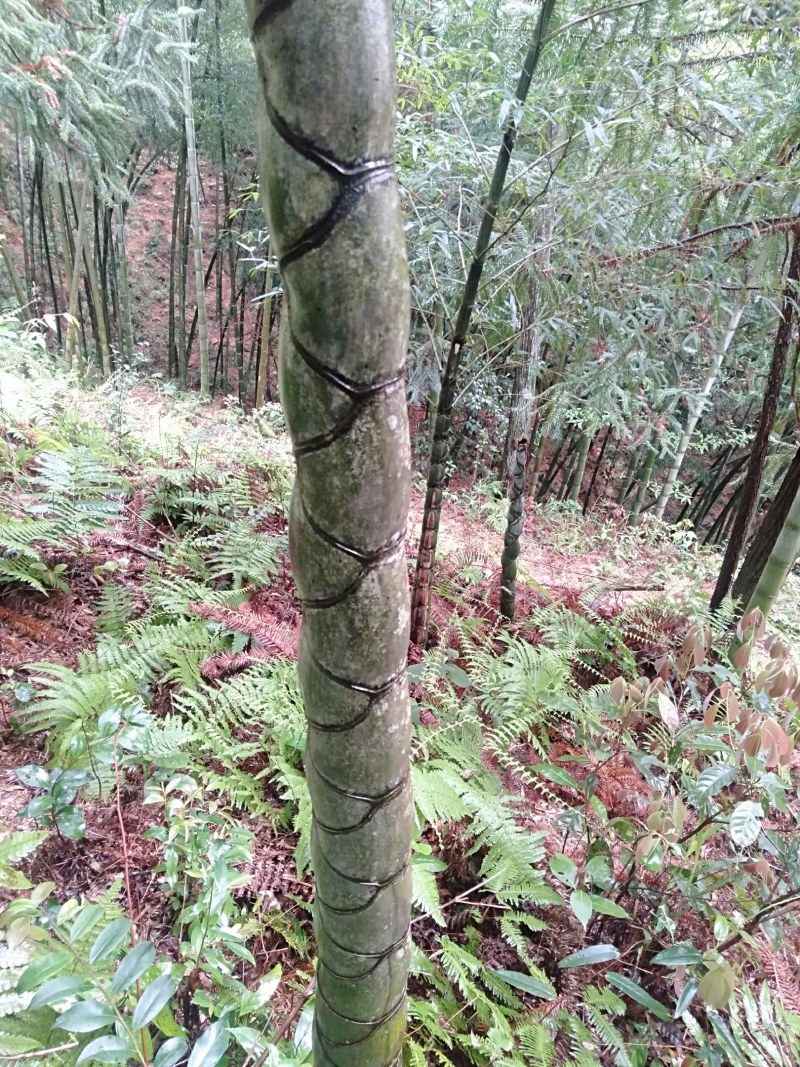 龟甲竹，高端观赏竹！