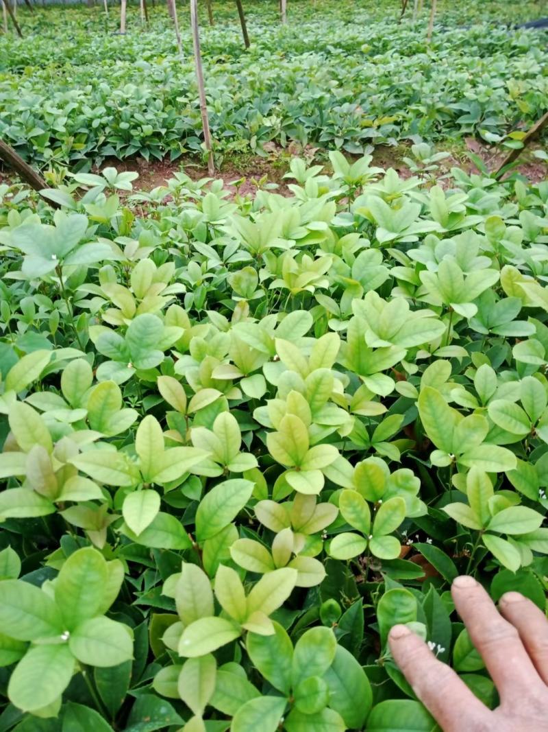 荔浦万兴生态农业有限公司，四季桂小苗，四季桂树苗