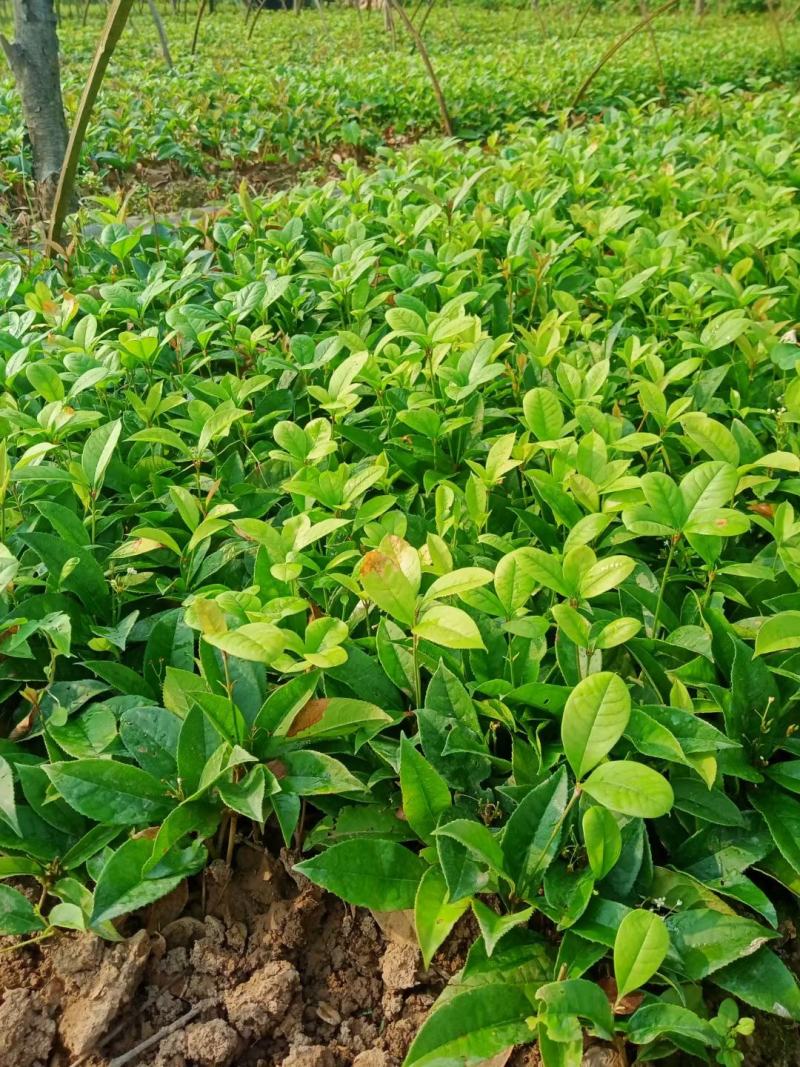荔浦万兴生态农业有限公司，四季桂小苗，四季桂树苗