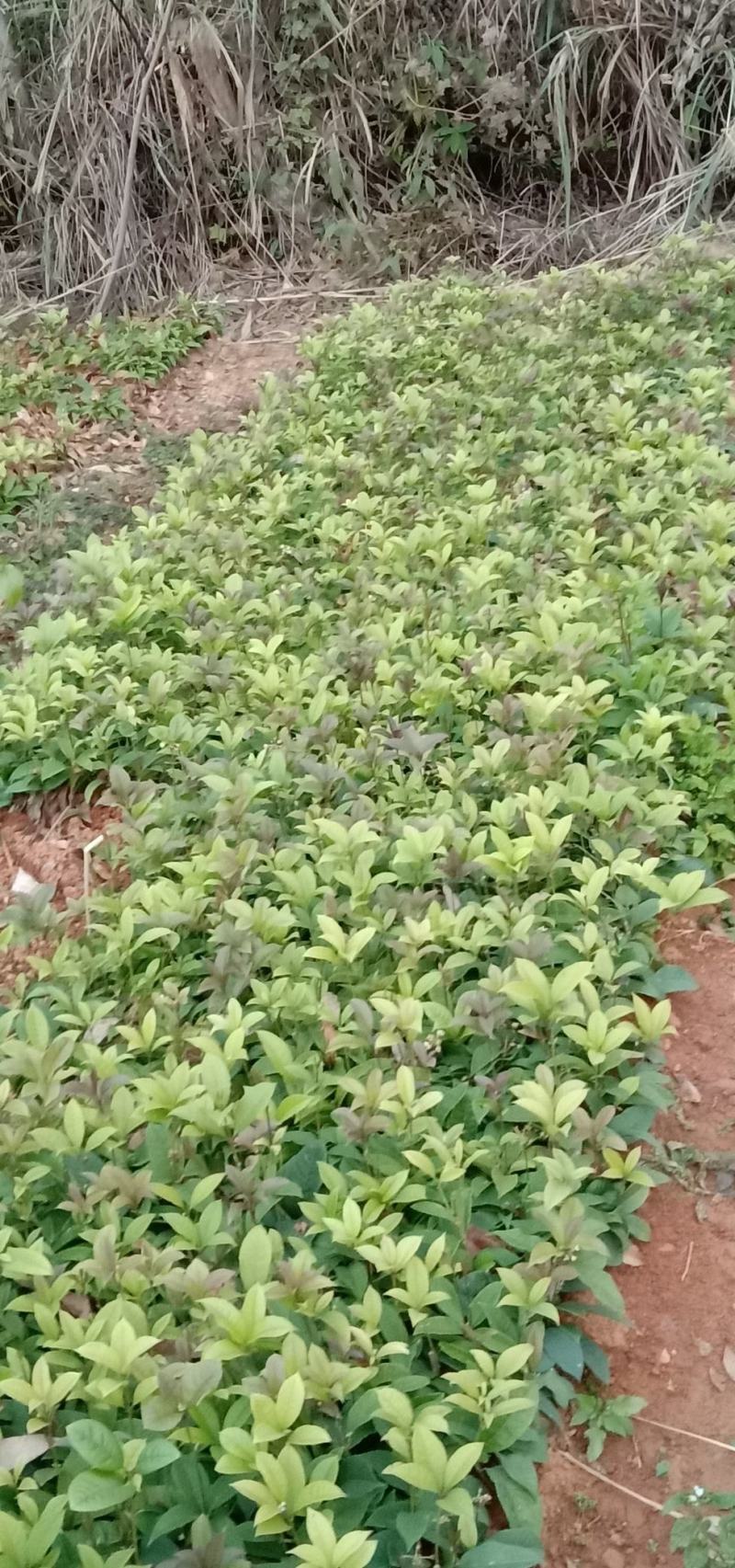 荔浦万兴生态农业有限公司，四季桂小苗，四季桂树苗