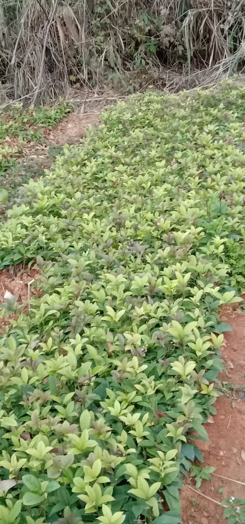 荔浦万兴生态农业有限公司，四季桂小苗，四季桂树苗