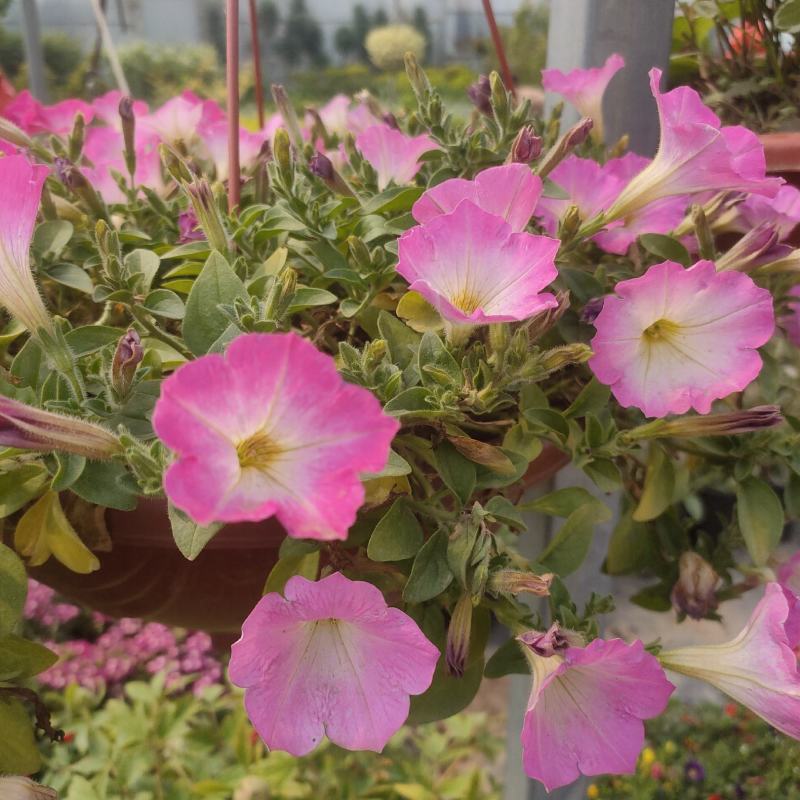 矮牵牛种子进口重瓣矮牵牛种子垂吊盆栽爬藤植物牵牛花种子