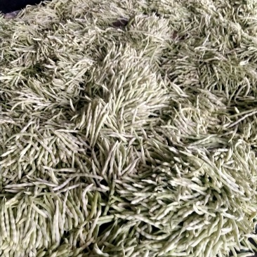 七粒白芸豆大量上市了