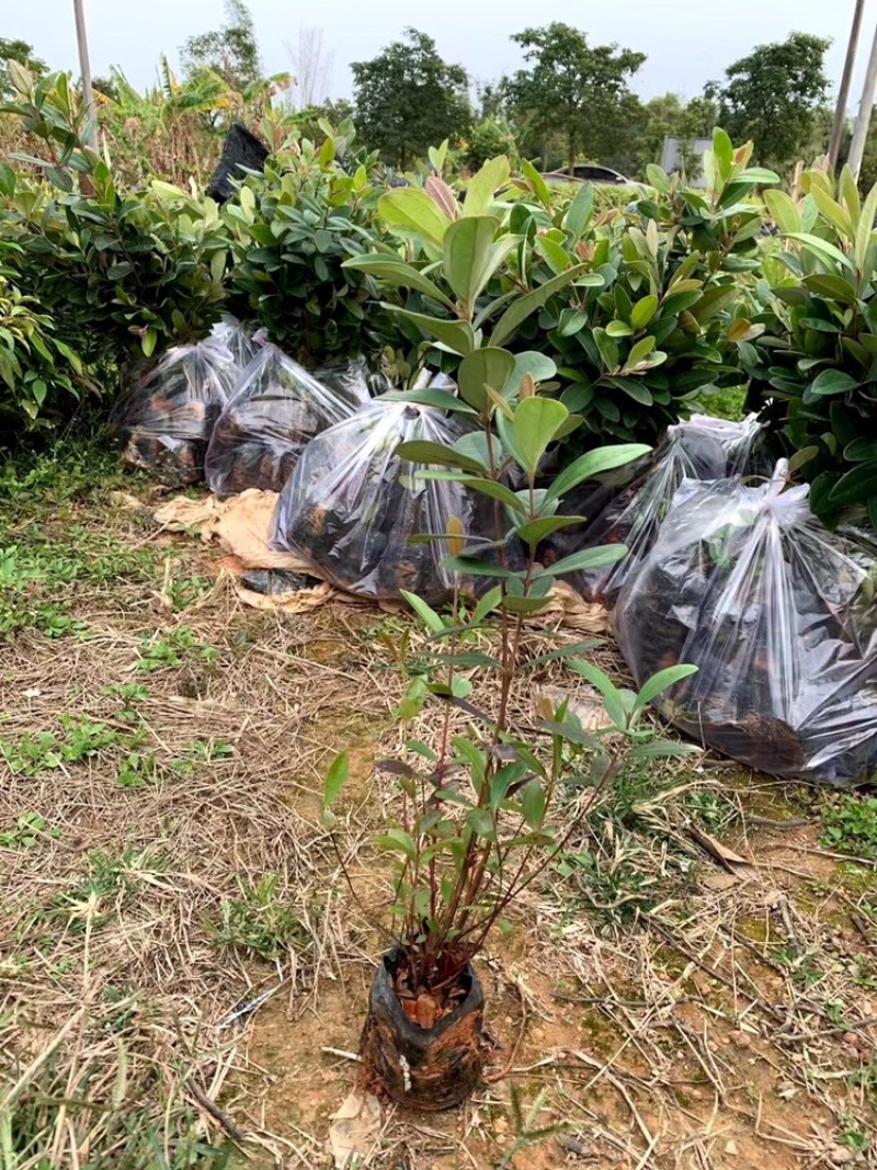 野生桃金娘树苗捻子大苗当年开花结果杯苗可盆栽庭院风景树