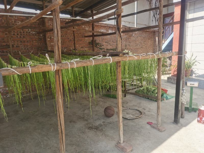 贡菜，云南精品贡菜，一级贡菜