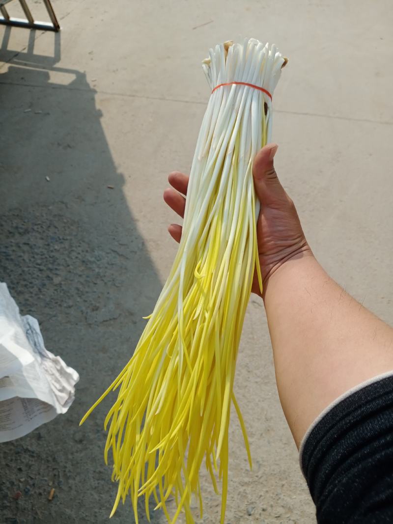 法姆沃克蒜黄家庭种植基地