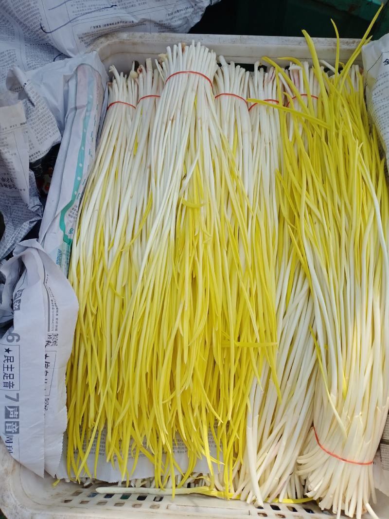 法姆沃克蒜黄家庭种植基地