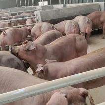 新美系杜洛克种公猪，生长速度快全国到家品种保证质量保