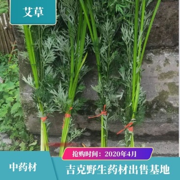供应艾草【保质保量】端午艾草艾草支持上门看货基地批发