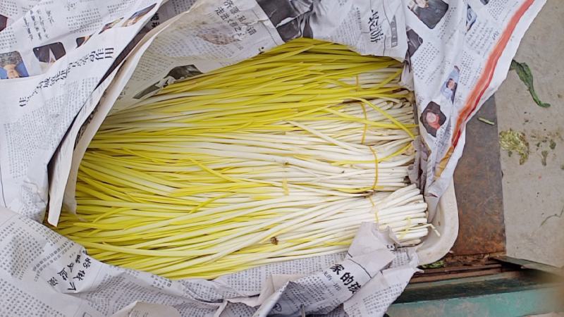 法姆沃克蒜黄家庭种植基地