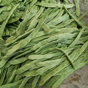 绿扁豆青扁芸豆，大扁豆，能打包装可整车发