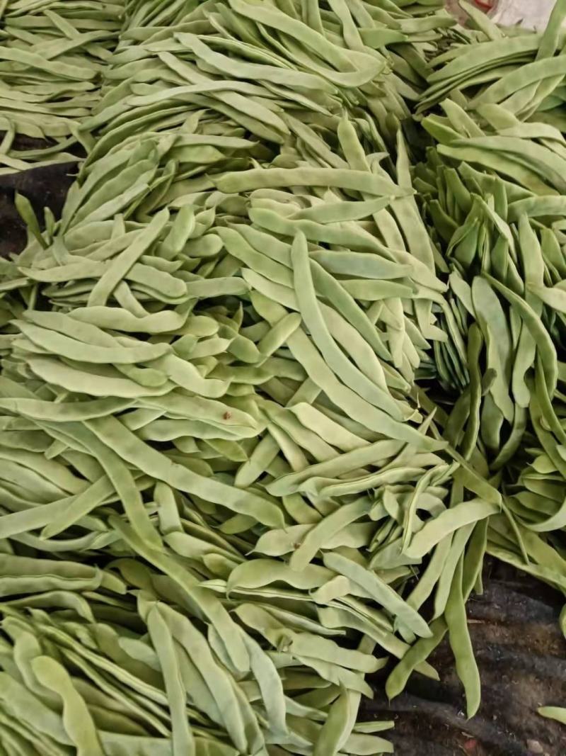 绿扁豆青扁芸豆，大扁豆，能打包装可整车发