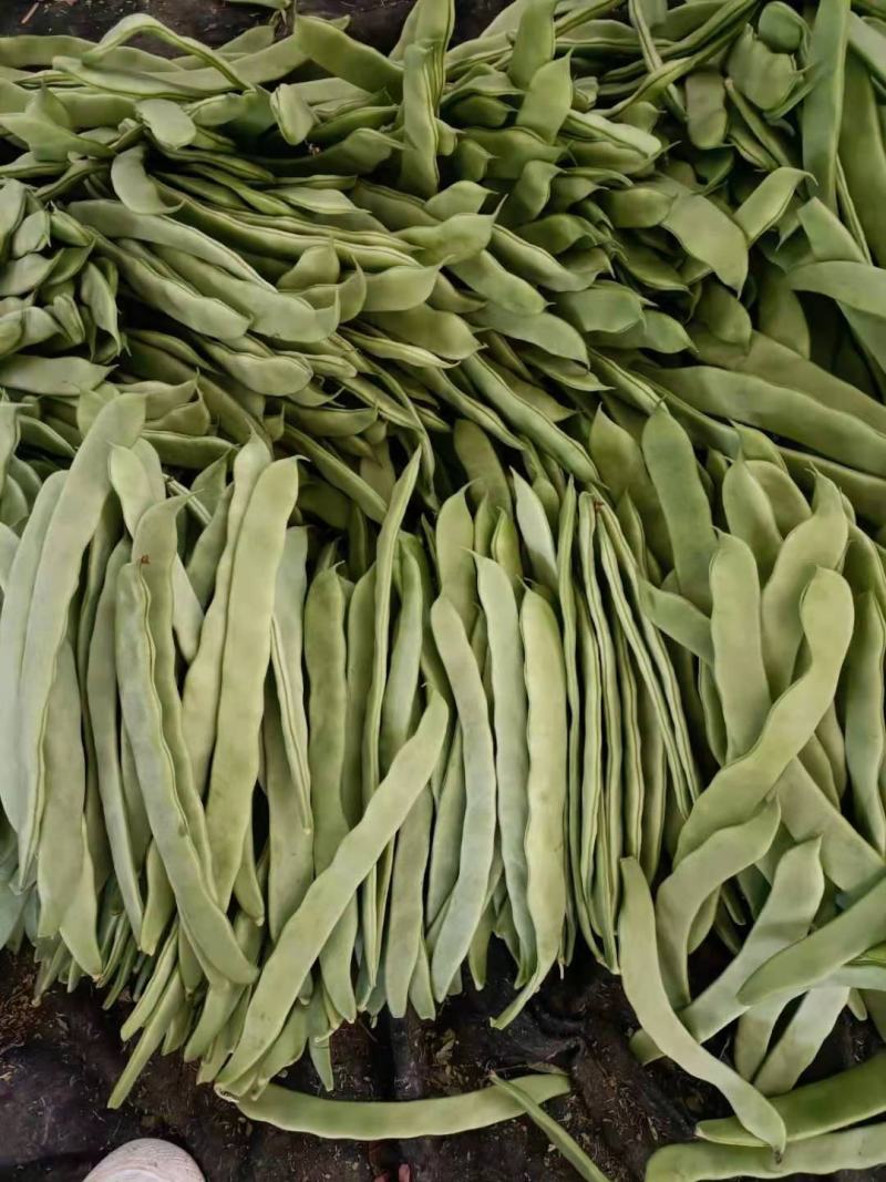 绿扁豆青扁芸豆，大扁豆，能打包装可整车发