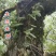 龙门霍山米斛鲜条地道霍米斛基地直发品质保证