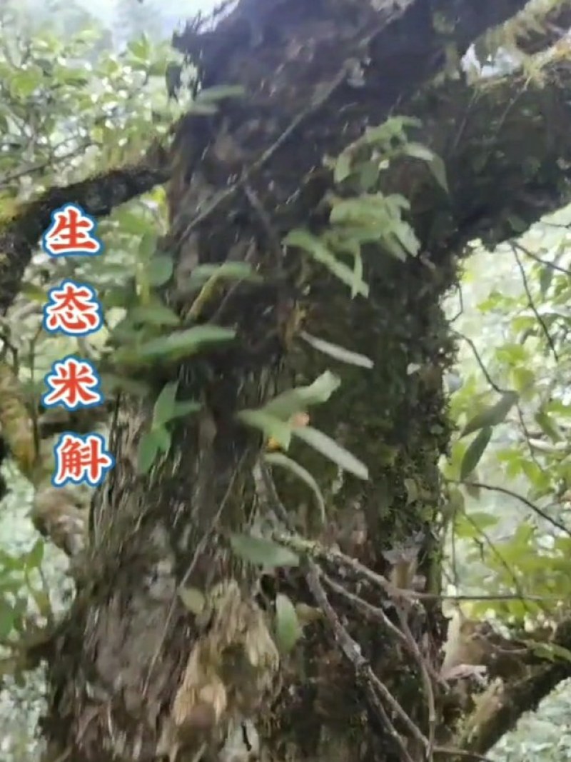 龙门霍山米斛鲜条地道霍米斛基地直发品质保证