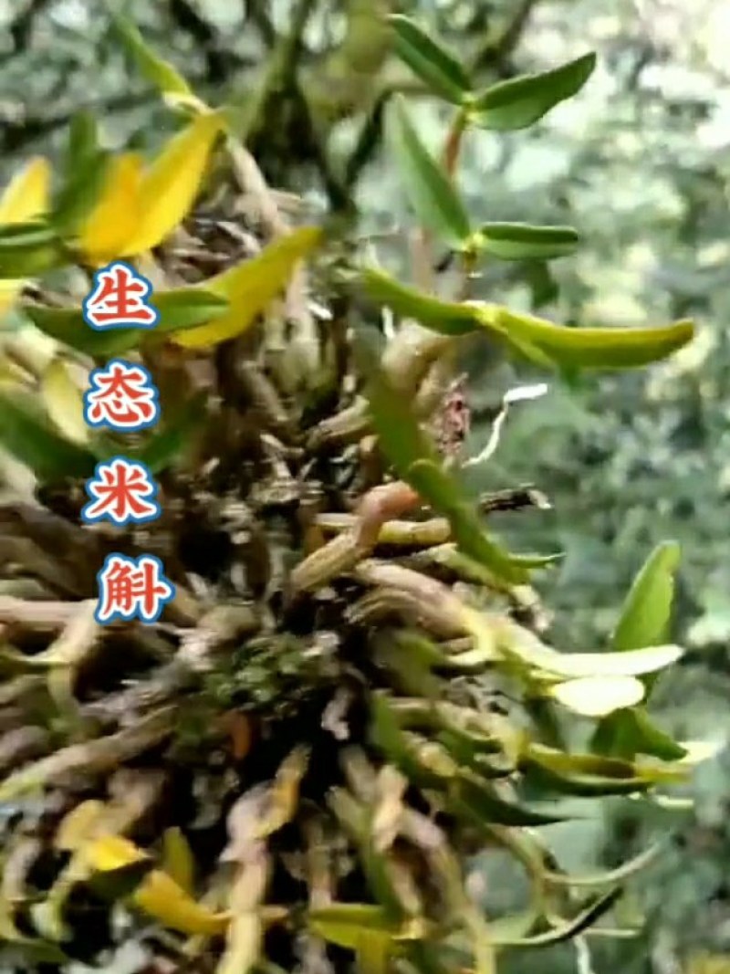 龙门霍山米斛鲜条地道霍米斛基地直发品质保证
