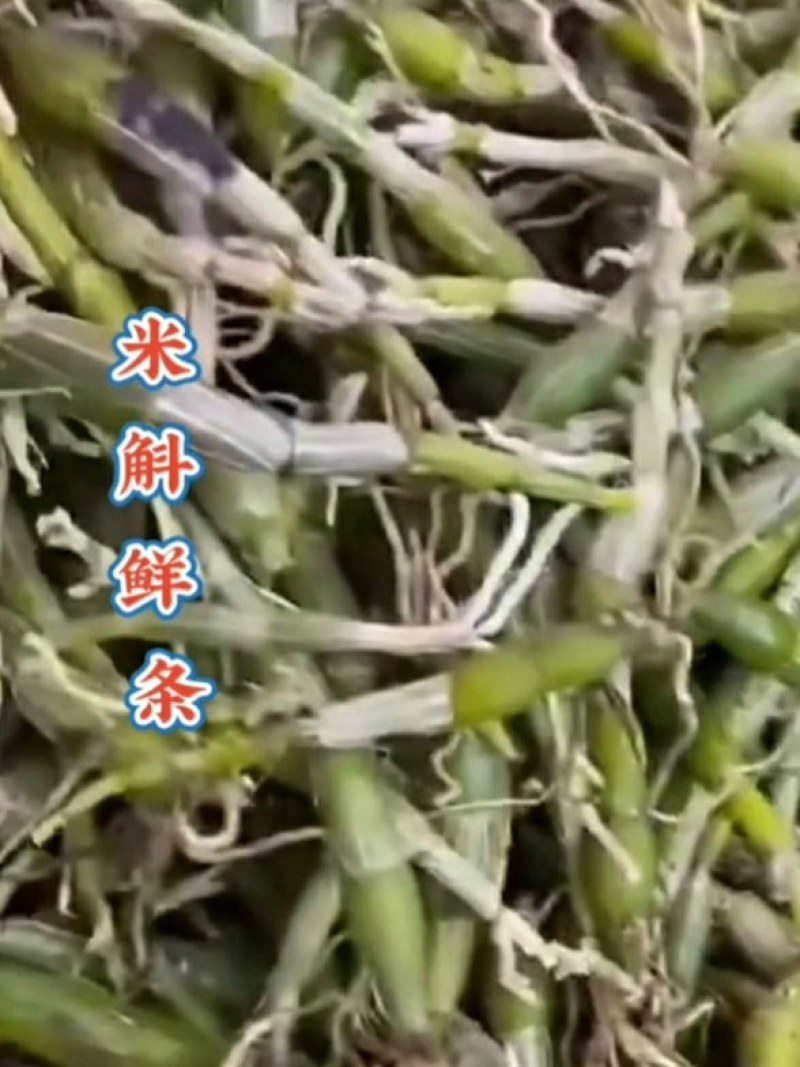 龙门霍山米斛鲜条地道霍米斛基地直发品质保证