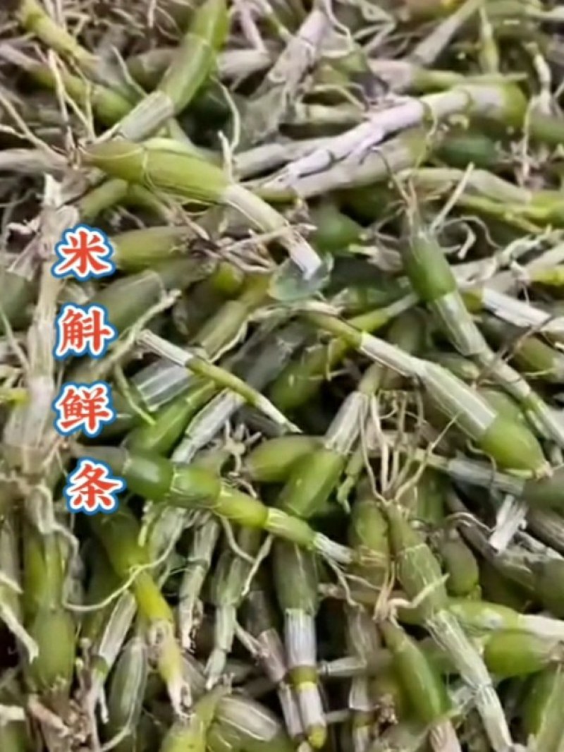 龙门霍山米斛鲜条地道霍米斛基地直发品质保证
