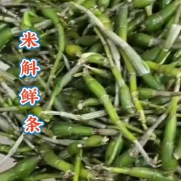龙门霍山米斛鲜条地道霍米斛基地直发品质保证