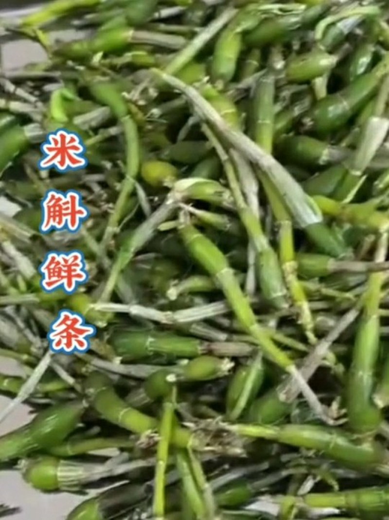 龙门霍山米斛鲜条地道霍米斛基地直发品质保证