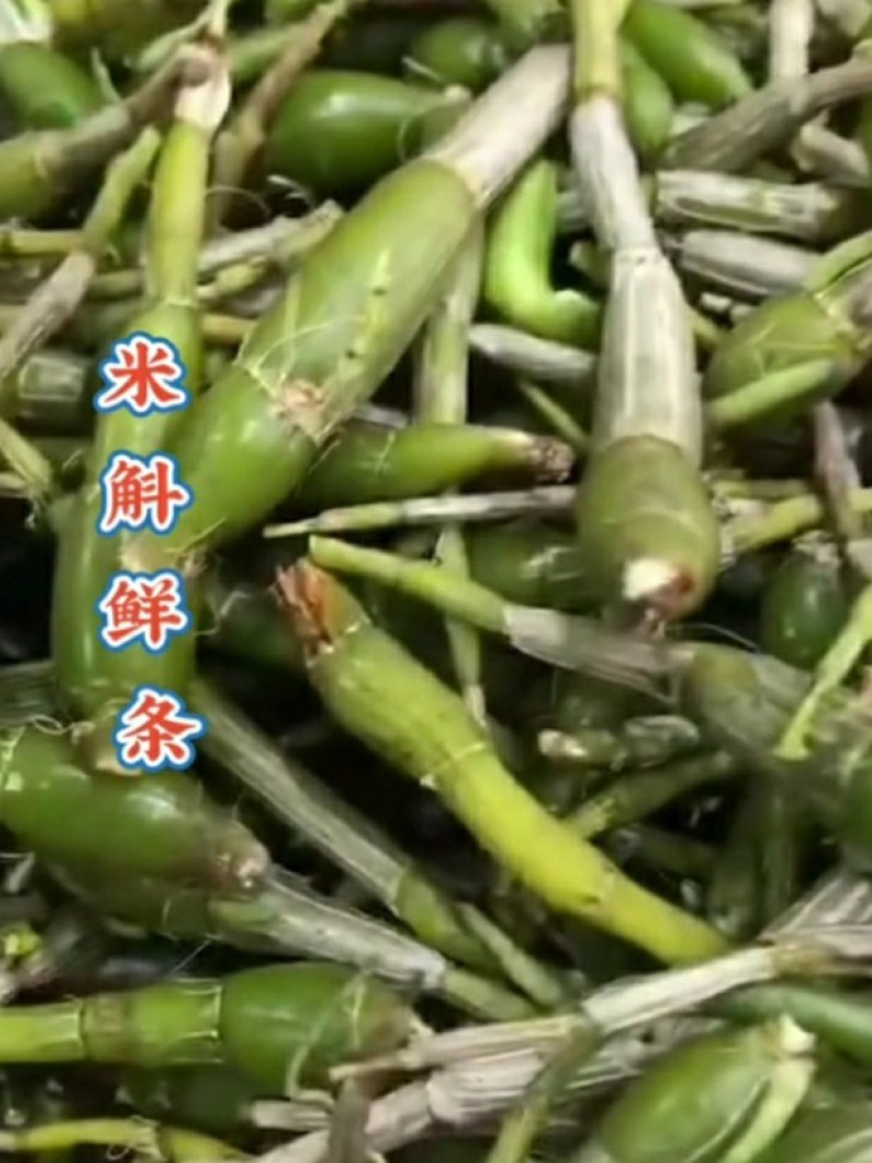 龙门霍山米斛鲜条地道霍米斛基地直发品质保证