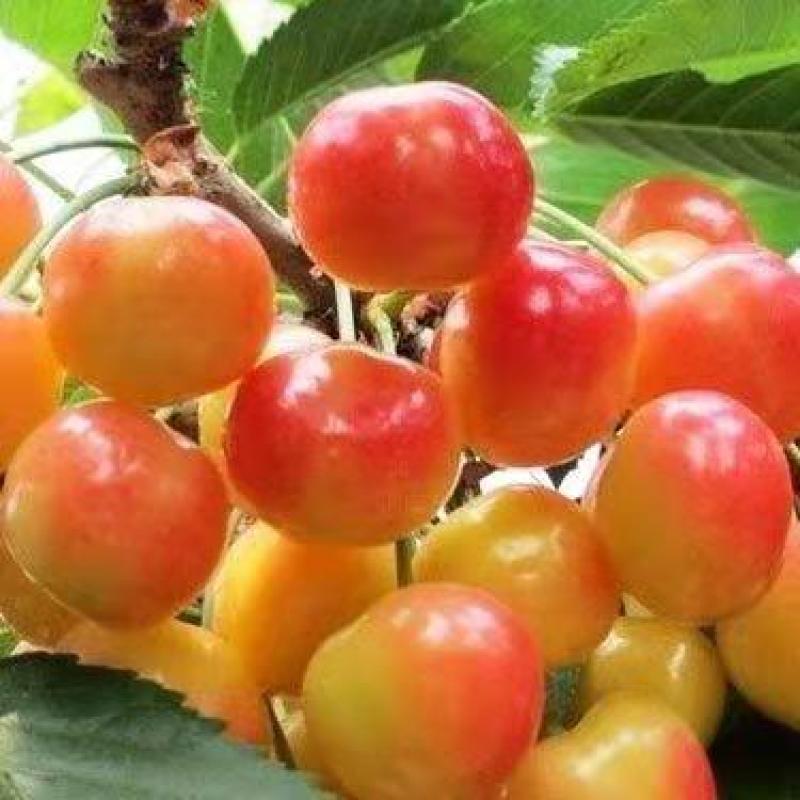南阳内乡露天樱桃种植量大品种齐全，诚信合作欢迎联系