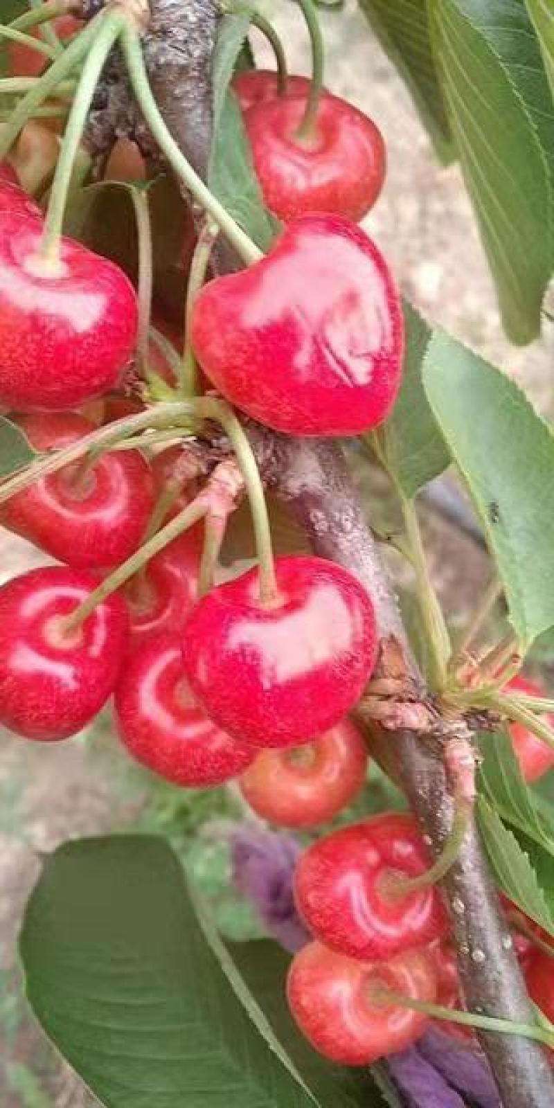 南阳内乡露天樱桃种植量大品种齐全，诚信合作欢迎联系