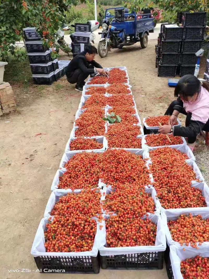 南阳内乡露天樱桃种植量大品种齐全，诚信合作欢迎联系