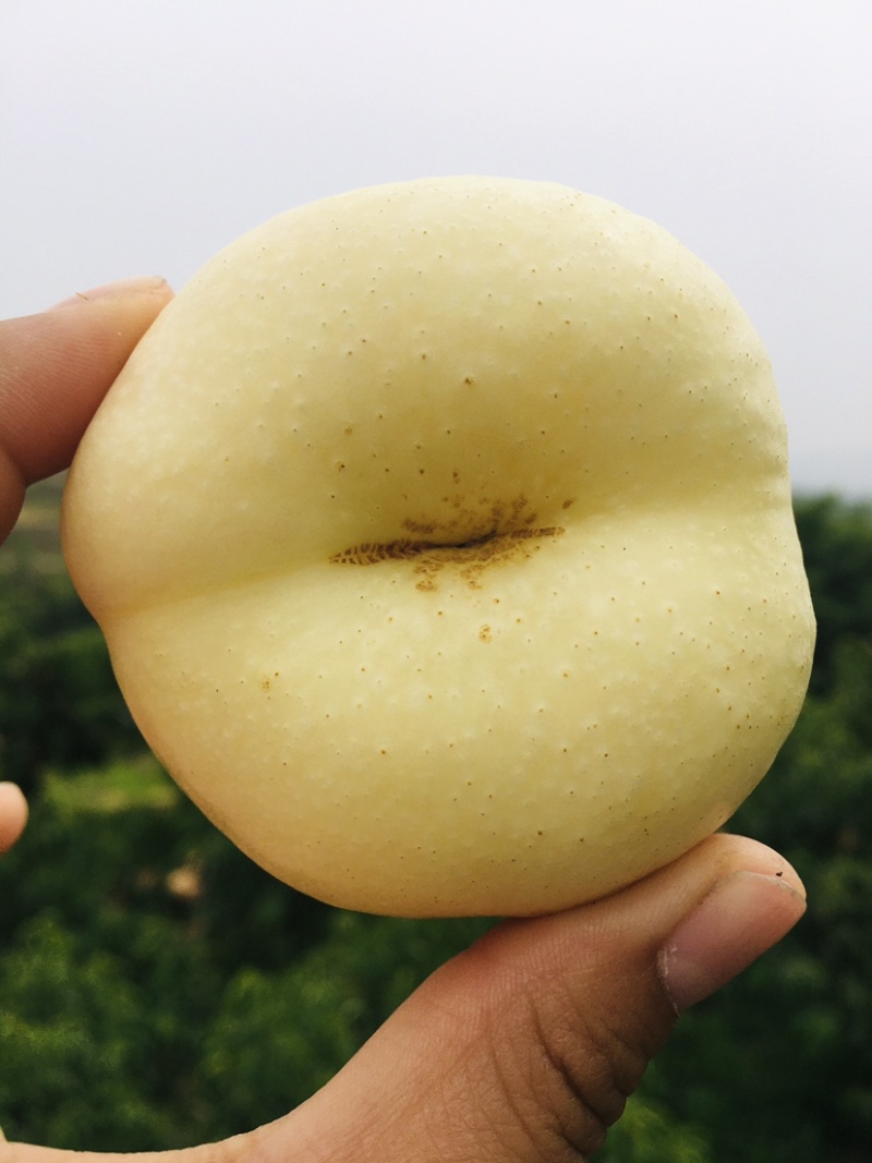 山东蒙阴正宗奶油蟠桃白油蟠桃白玉蟠桃蟠桃水果一件代发