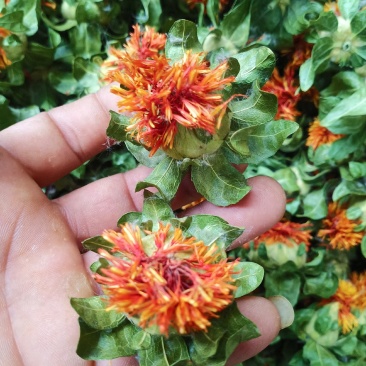 产地自产自销红花头（橙菠萝）