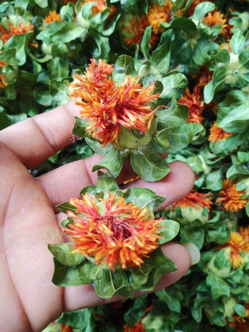 产地自产自销红花头（橙菠萝）