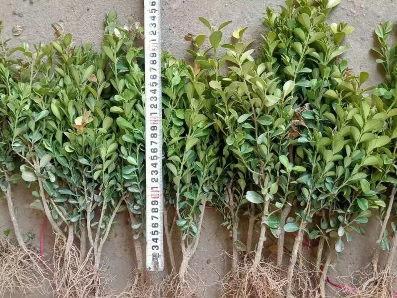 大量出售精品瓜子黄杨苗