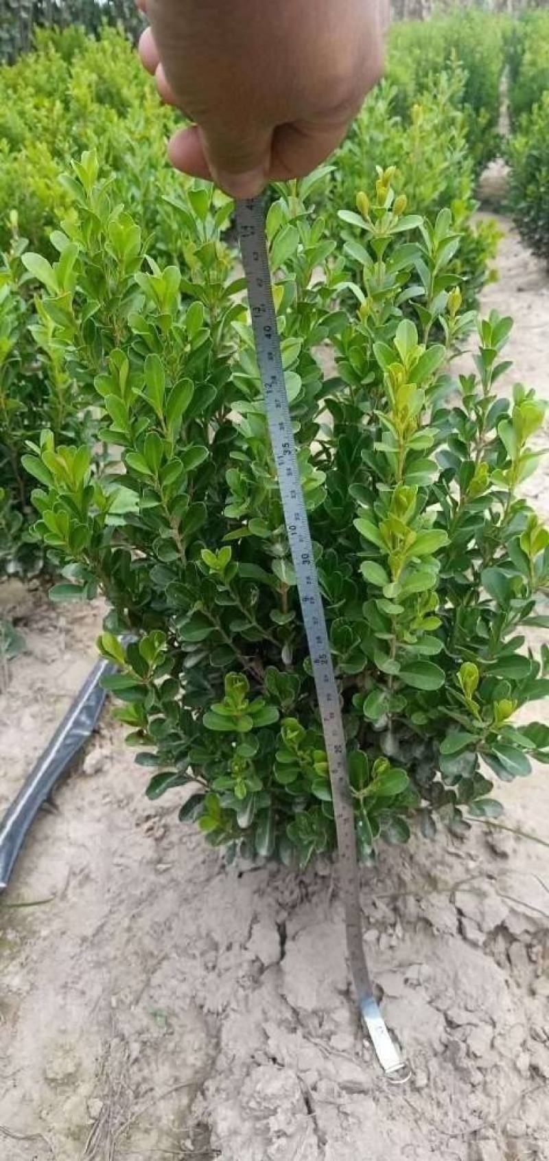 大量出售精品瓜子黄杨苗