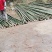 梨埠篙竹竹子排山竹外墙搭建合适各种搭棚