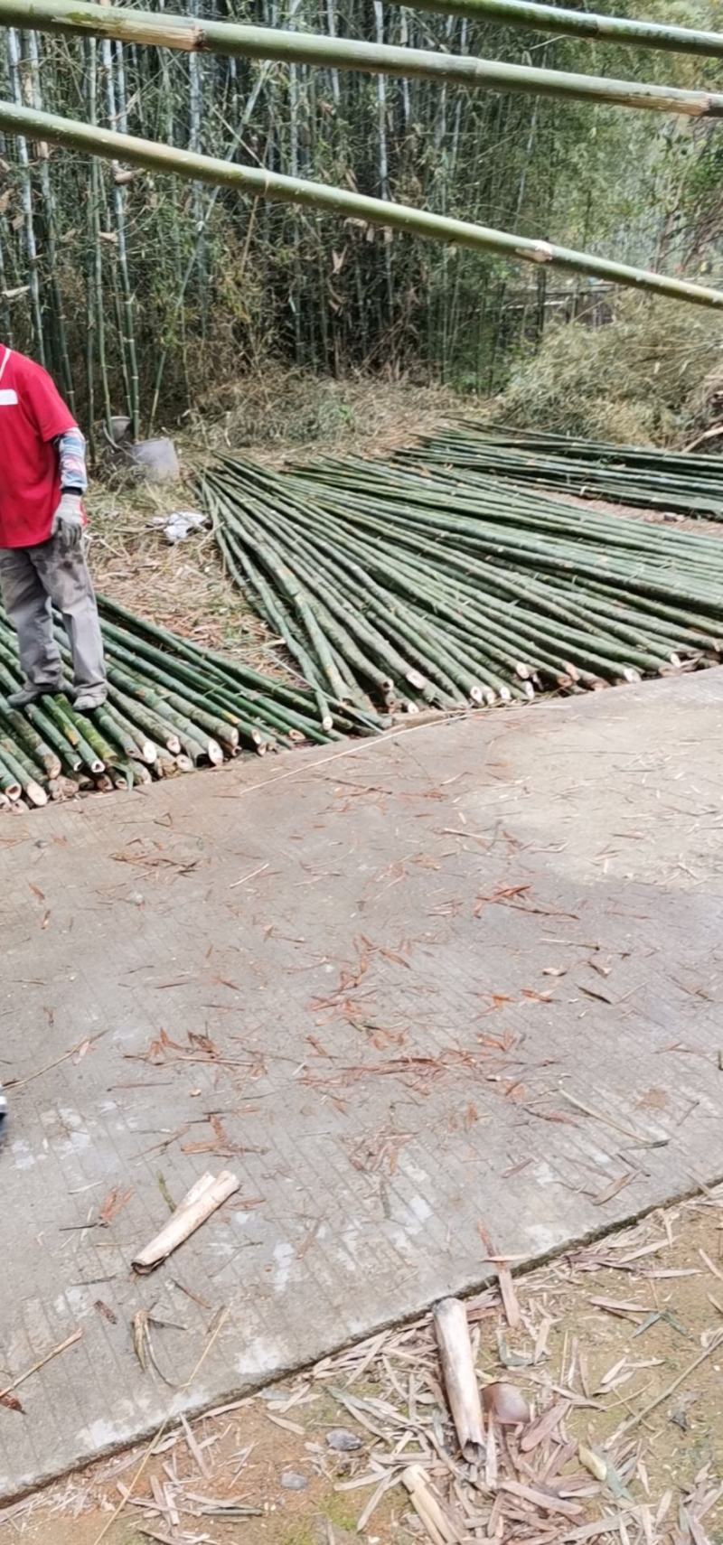 梨埠篙竹竹子排山竹外墙搭建合适各种搭棚