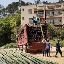 梨埠篙竹竹子排山竹外墙搭建合适各种搭棚